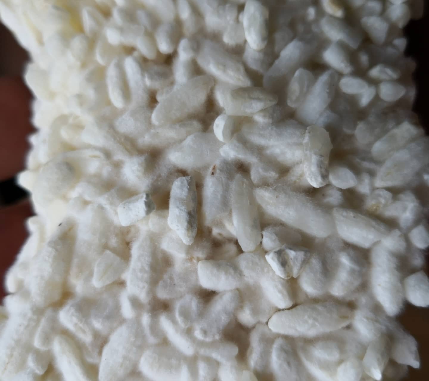 koji