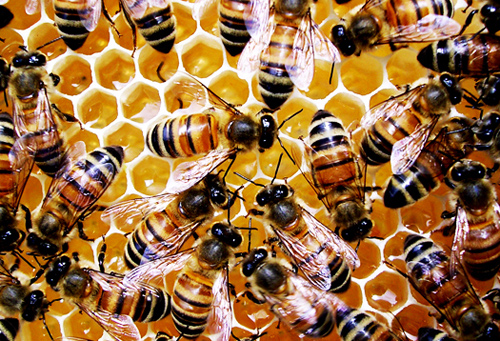 apicoltura