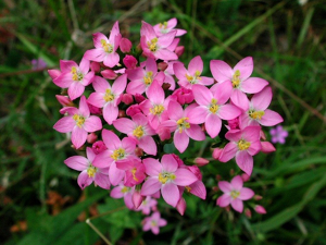 fiori