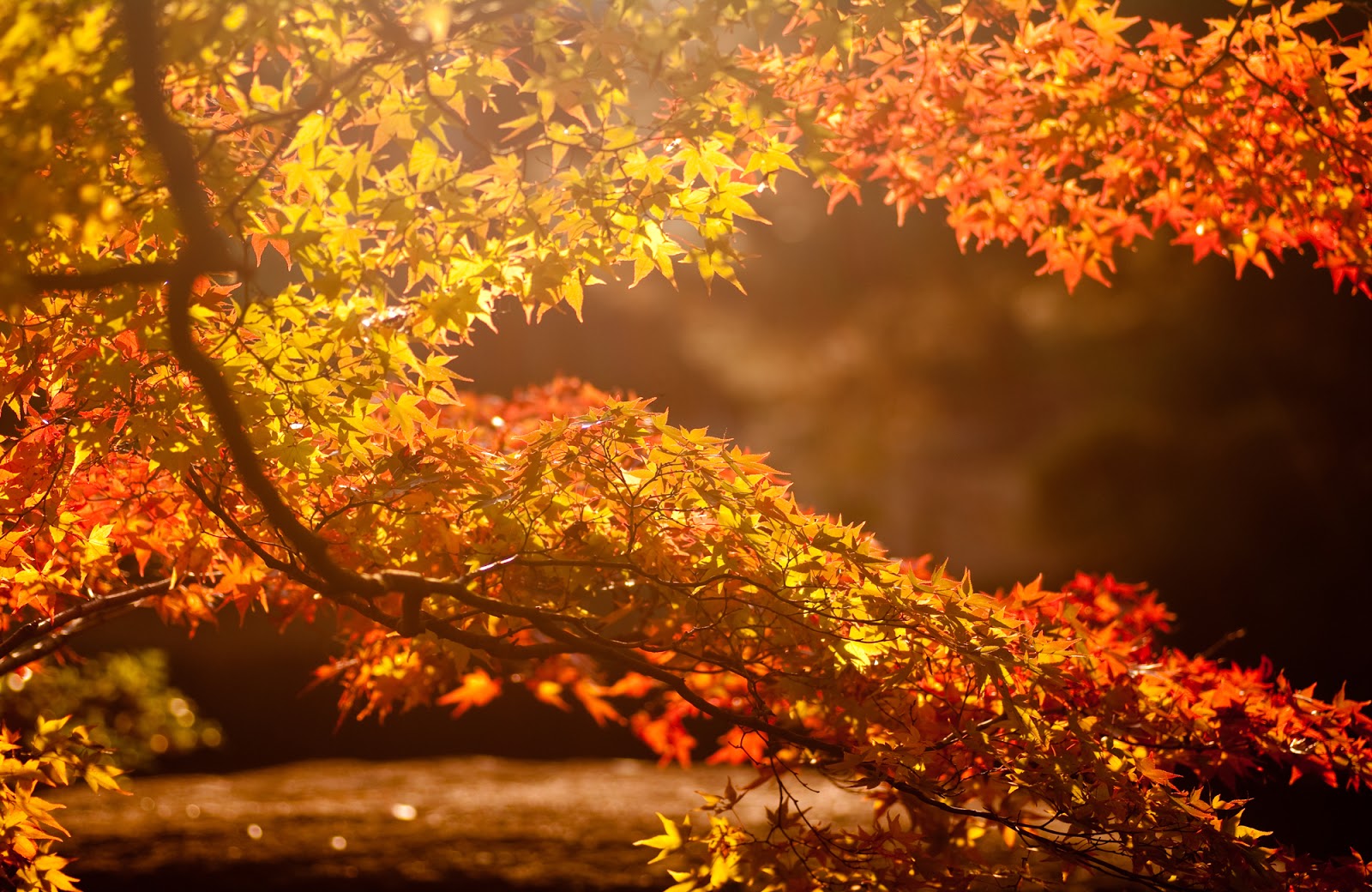 Autunno, tempo di rallentare