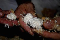 autoproduzione miso in ecovillaggio 8