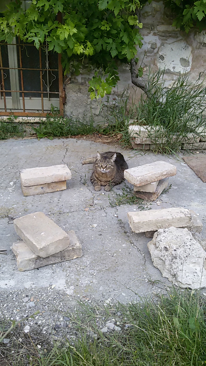 ECOVILLAGGIO FELINO LAMAUS