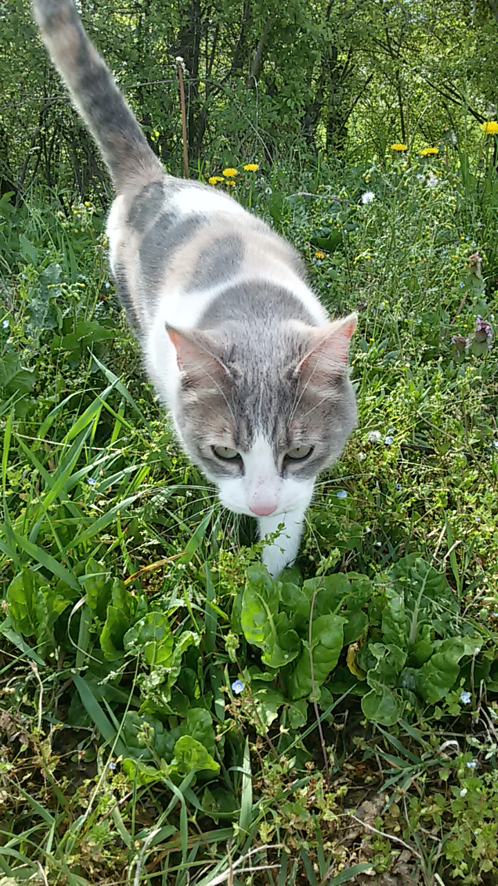 ECOVILLAGGIO FELINO NOCCIOLA 3