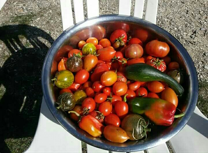 pomodori